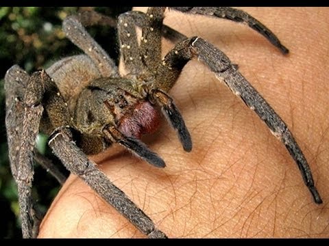 Top 5 Deadliest Spiders