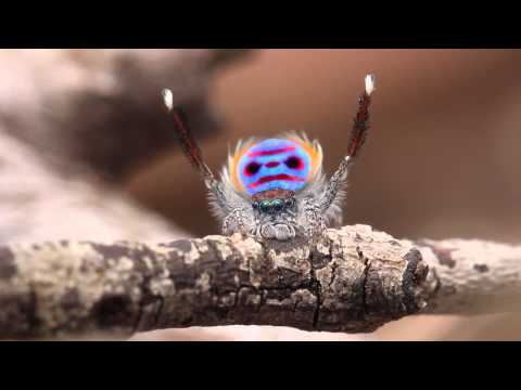 Peacock Spider Dances to YMCA