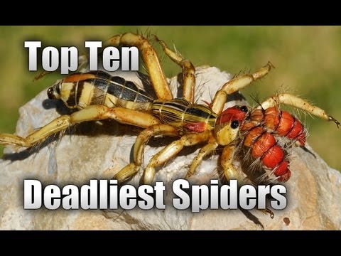 Top Ten Most Dangerous Spiders