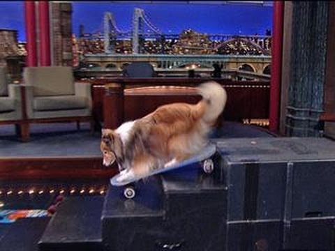 David Letterman - Stupid Pet Tricks: Skateboarding Dog