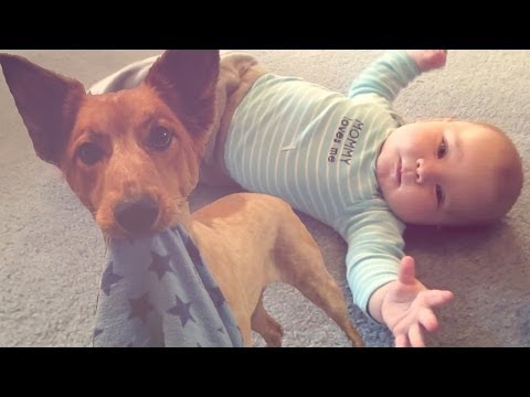 DOGGY BABY MAGIC SHOW (2.4.14 - Day 375)