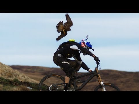 Gee Atherton gets hunted by a Peregrine Falcon