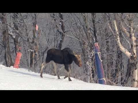 Orignal au Mont-Ste-Anne, Moose of Mont-Sainte-Anne