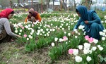 Private nurseries have been set up by Young people to eke their livelyhood. Several youths including Girls are engaged in the job on the outskirts of Srinagar on Monday 01, April 2013.