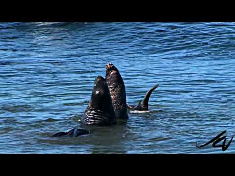 Elephant Seals at San Simeon - California Coast  YouTube