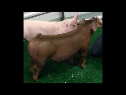 DFF Lot 13 4-5 Duroc Gilt