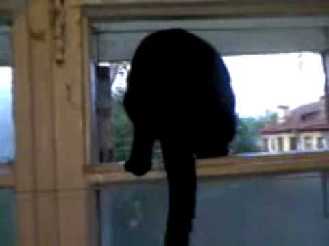 Cat gets caught barking by a human and resumes meowing