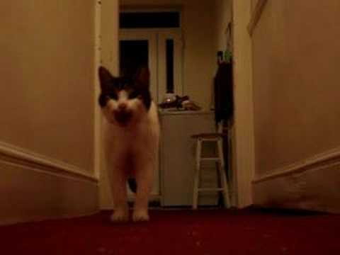 My cat Tiggy talking / speaking saying hello