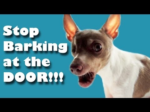 Stop your dog barking at the door - dog training tutorial