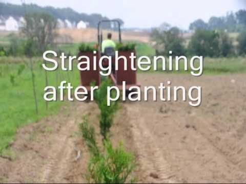 Tips On Tree Seedlings