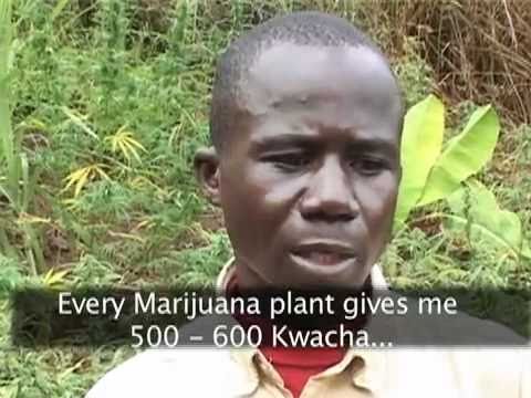 NTV investigates in Malawi marijuana farms