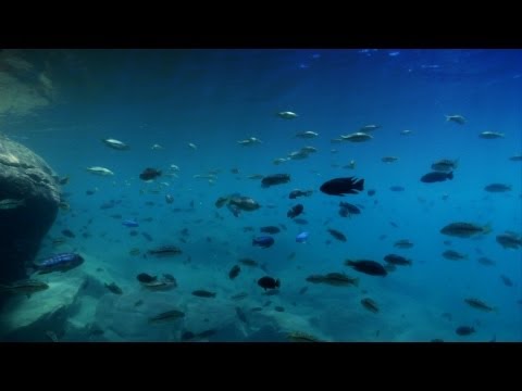 Cichlid Globetrotting | Cichlids of Lake Malawi Ep3