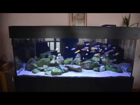 Malawi Cichlid Tank Update - December 2012 - DIY LED Controller