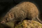 Black-tailed antechinus (Queensland Museum: Gary Cranitch)