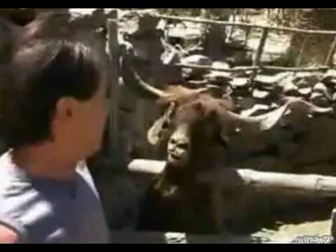 Guy Arguing With An Ibex