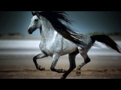 Amazing Galloping Horses 1080p HD