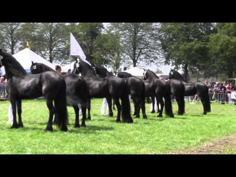 The KFPS Royal Friesian Horse