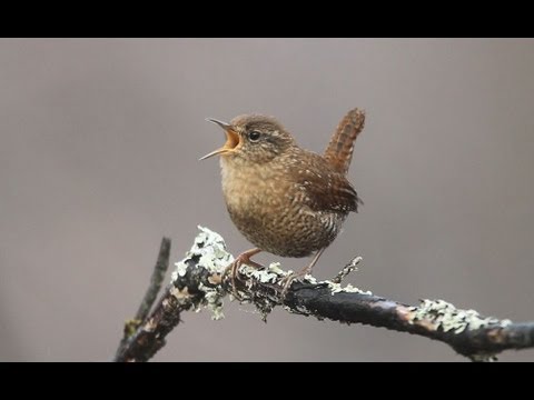 Winter Wren