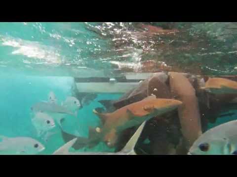 Swimming with Nurse Sharks eating chum in Belize