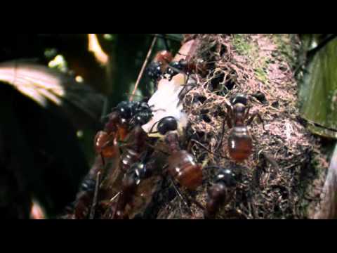 ANTS - Nature's Secret Power (Full)