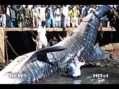 Whale Shark Found Dead In Arabian Sea Reeled In By Pakistani Fisherman -- News Story