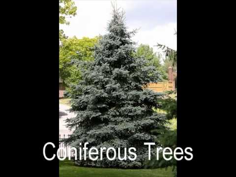 Deciduous and Coniferous Trees