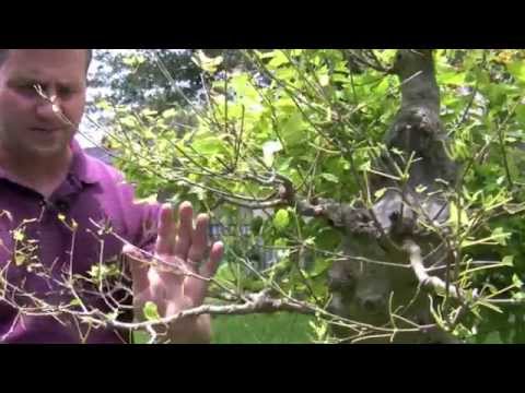 Bonsai - Defoliating Deciduous Trees