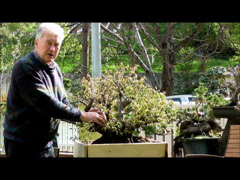 INTERNATIONAL BONSAI ACADEMY with Walter Pall - Episode III - World class deciduous tree