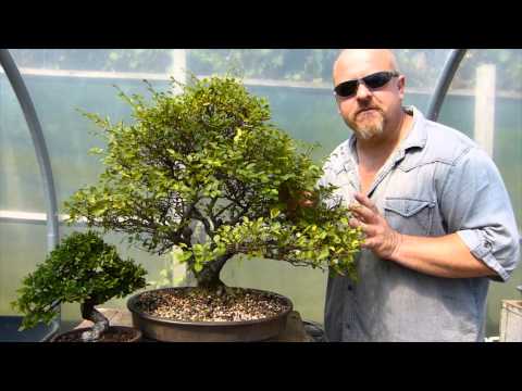 Pruning Deciduous Bonsai Trees