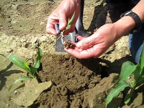 2009 Agronomist Gary Brinkman compares a stunted corn plant with a healthy plant