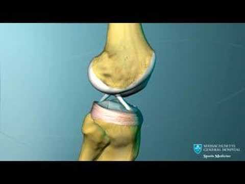 Knee Ligament Anatomy Animation