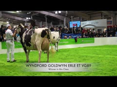 AgriScot - Wyndford Goldwyn Erle (VG89) 3rd Lactaton Holstein