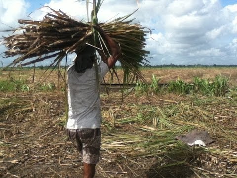 Guyana Cane Field Workers: A Tribute