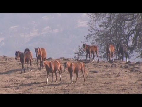 California's drought hurting its horses