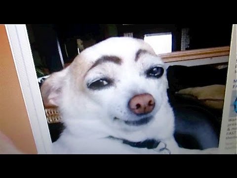 FUNNY DOG WITH BROWS! - July 25, 2012 - itsJudysLife Vlog