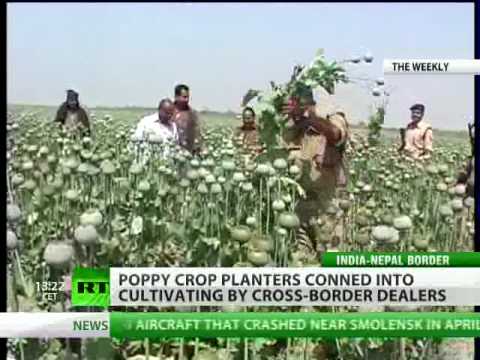 Drug Crop Con: Opium 'Sunflowers' Pop Up In India