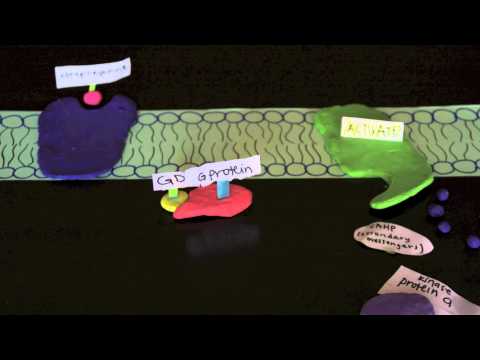 Norepinephrine: Signal Transduction Pathway