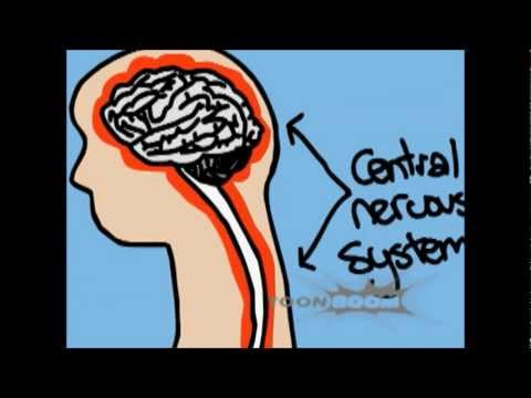 Norepinephrine and Cortisol Animation +Janowsky (1972)