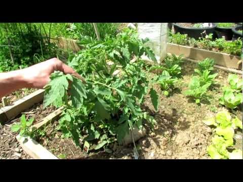 A Complete Video Guide for Growing Heirloom Tomatoes: Start to Finish