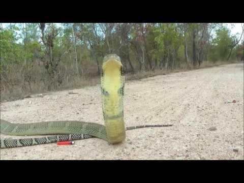 Lethal Injection: Thailand. King Cobra grabbed, hugged and kissed goodbye in the wild