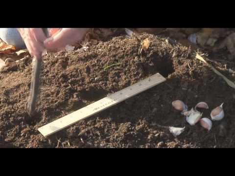 Planting garlic