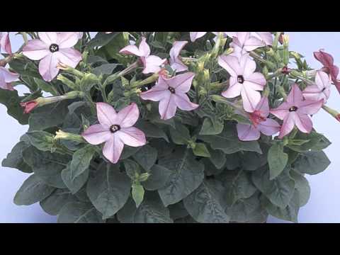 Nicotiana alata - Flowering Tobacco