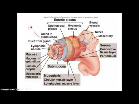 The 4 Layers of the Alimentary Canal