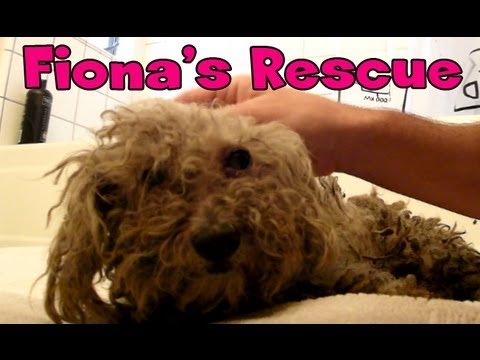 Blind dog rescue: Fiona - Please SHARE on FB & Twitter and help us raise awareness.  Thanks!