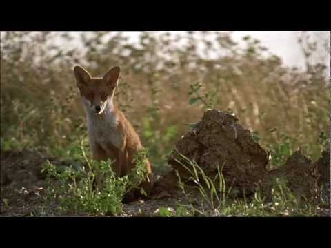 BBC Natural World - The Unnatural History of London