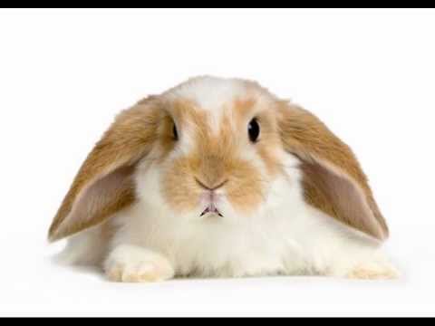 Happy Birthday to You - Hippity the Bunny