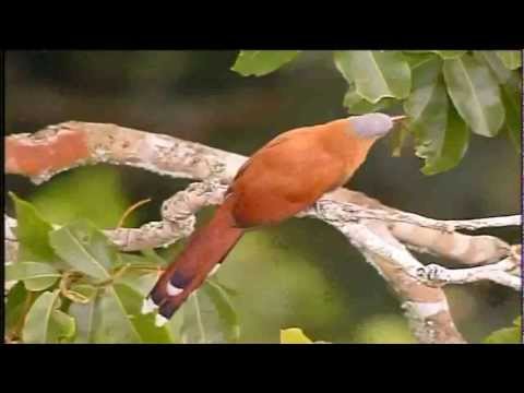 Globo reporter- As vozes e as cores da Amazonia.