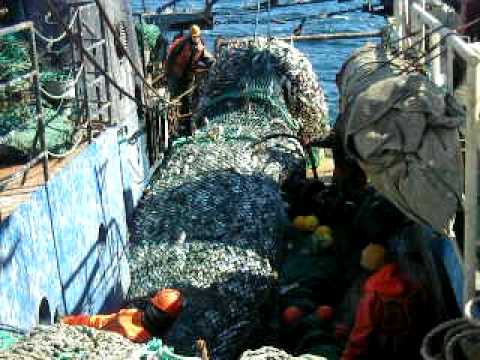 Barents Sea trawling (1)