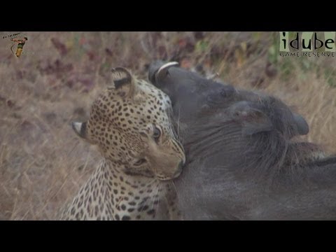 Leopard Vs Warthog: Incredible Battle for Survival!