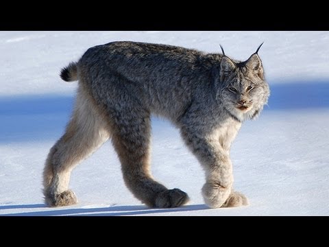 CANADIAN LYNX -  Amazing Animal Species